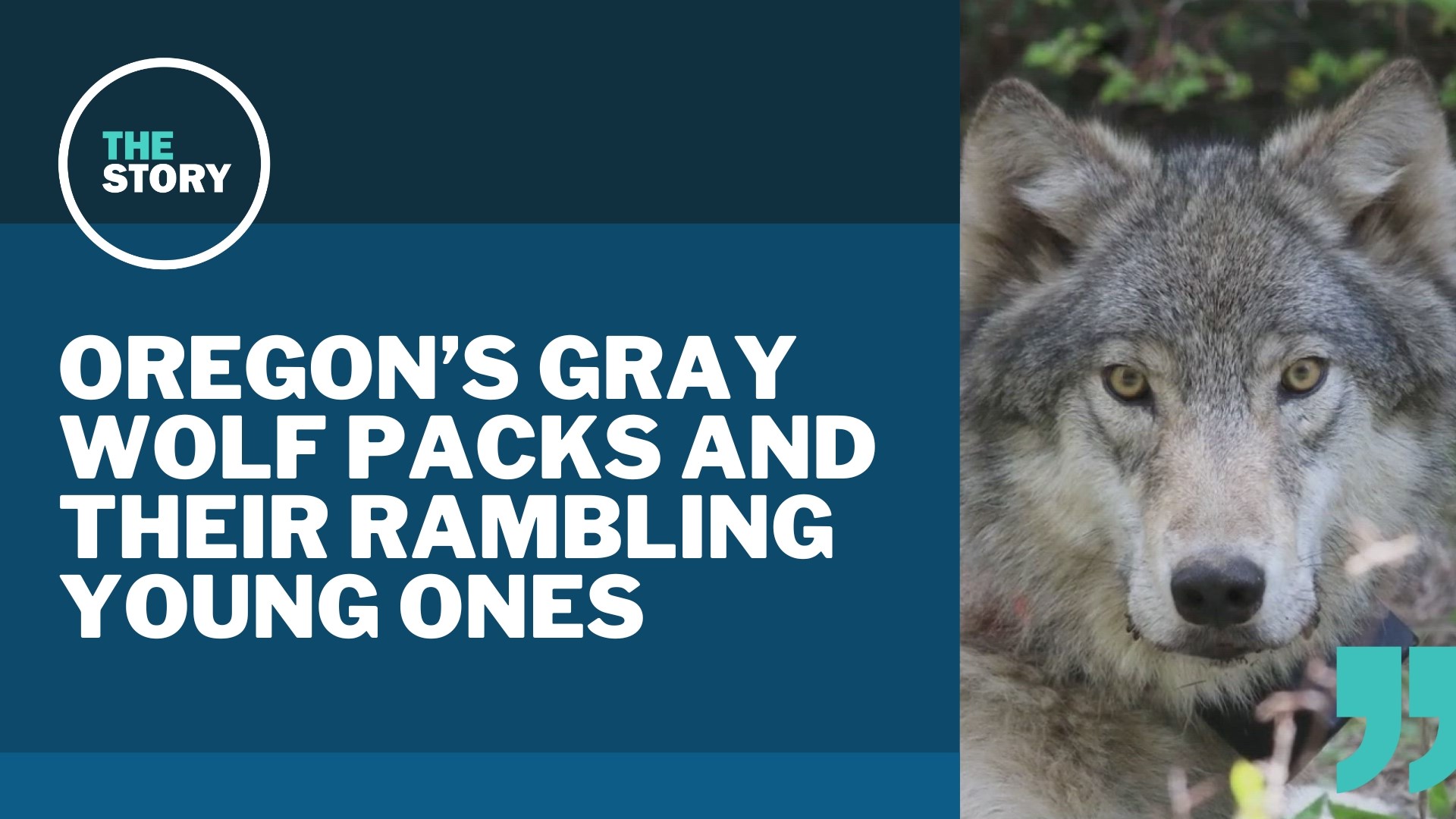 Oregon is now home to over 175 wolves, and they can range an incredible distance in search of territory or a mate. Soon some of them will be heading to Colorado.