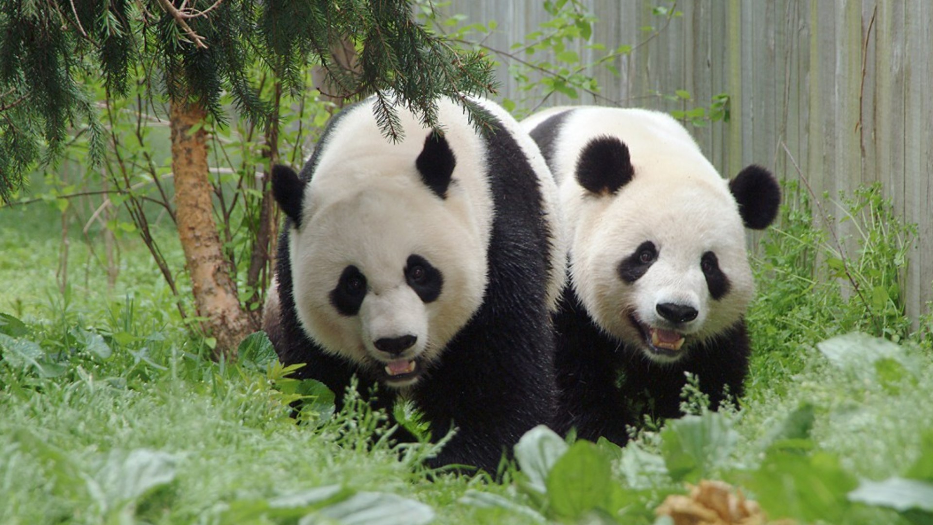 Take in the beauty of the Giant Pandas on their final full day at the National Zoo. The Pandas were transferred back to China the day after this recording